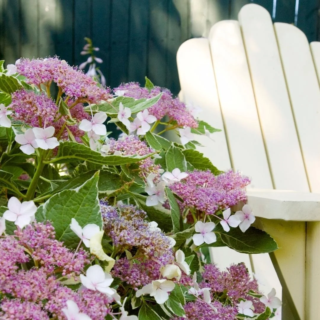 Light-O-Day® Hydrangea — Plant and Bloom Design Studio